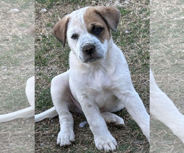 Medium Photo #1 Mutt Puppy For Sale in Rockaway, NJ, USA