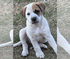 Mutt Dogs for adoption in Rockaway, NJ, USA