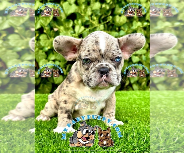 Medium Photo #1 French Bulldog Puppy For Sale in SAN DIEGO, CA, USA