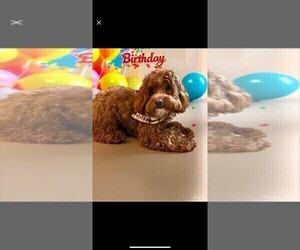 Father of the Double Doodle puppies born on 06/19/2026