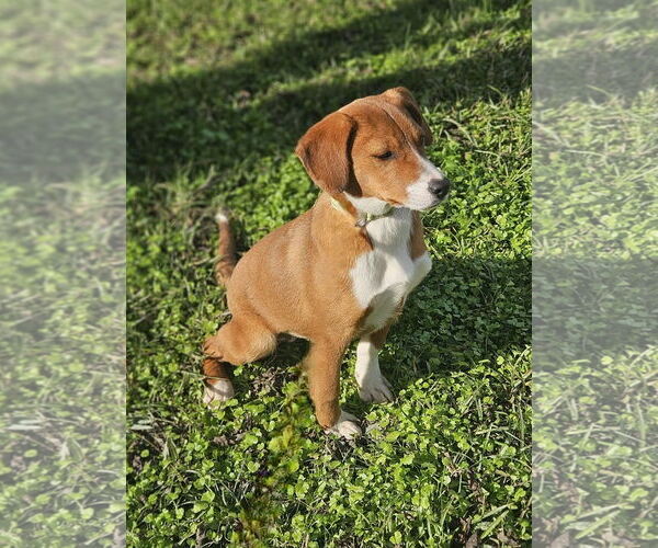 Medium Photo #2 Australian Shepherd-Beagle Mix Puppy For Sale in Wakefield, RI, USA