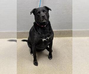 Labrador Retriever-Unknown Mix Dogs for adoption in Las Vegas, NV, USA