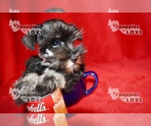 Medium Photo #3 Schnauzer (Miniature) Puppy For Sale in SANGER, TX, USA