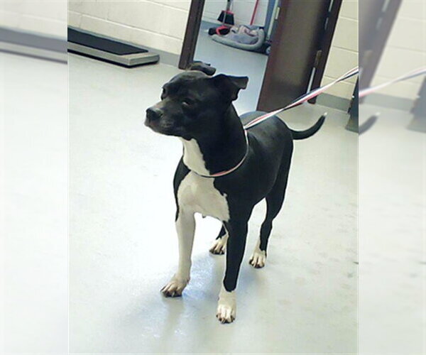 Medium Photo #1 Mutt Puppy For Sale in Fayetteville, NC, USA