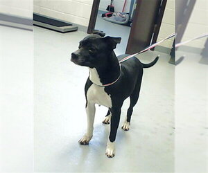 Mutt Dogs for adoption in Fayetteville, NC, USA