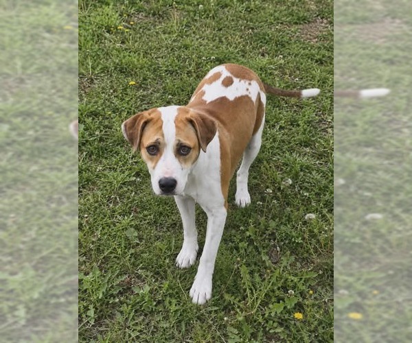 Medium Photo #3 Mutt Puppy For Sale in Pompano Beach , FL, USA