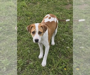 Morgan - Female Mutt Dog for Adoption - Photo #3