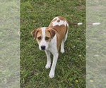 Small #2 Mutt