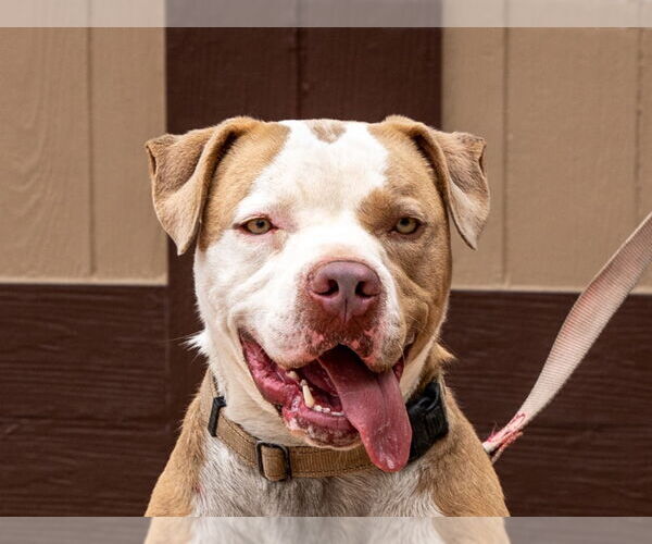Medium Photo #31 American Staffordshire Terrier-Unknown Mix Puppy For Sale in Lake Forest, CA, USA