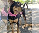 Small #4 Doberman Pinscher-Pointer Mix