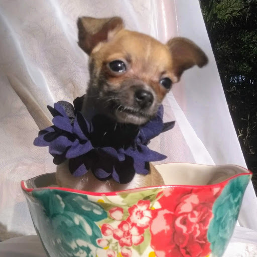 Medium Photo #6 Chihuahua Puppy For Sale in MOUNT DORA, FL, USA