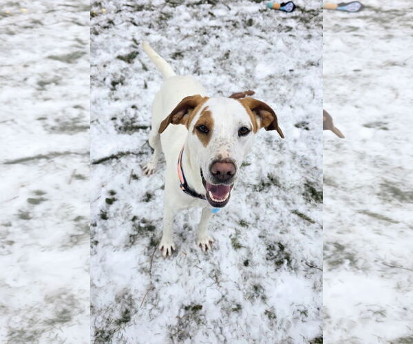 Medium Photo #3 Pointer-Unknown Mix Puppy For Sale in Rockaway, NJ, USA