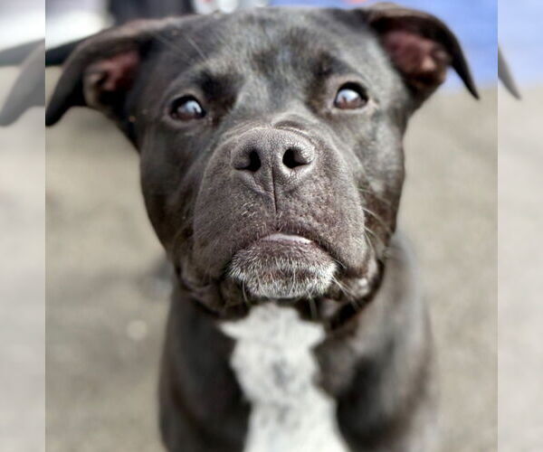 Medium Photo #5 Labrador Retriever-Unknown Mix Puppy For Sale in Canton, CT, USA