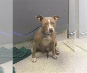 American Staffordshire Terrier-Unknown Mix Dogs for adoption in Tallahassee, FL, USA