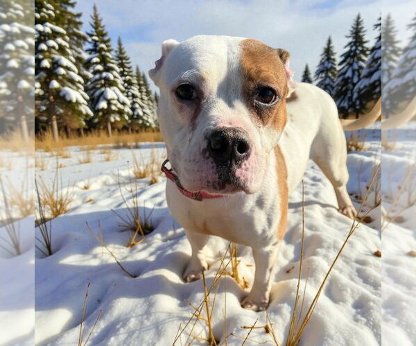 Medium Photo #2 Mutt Puppy For Sale in Glen Allen, VA, USA