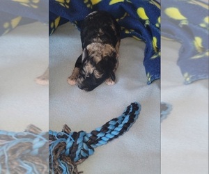 Poodle (Toy) Puppy for sale in TUCSON, AZ, USA