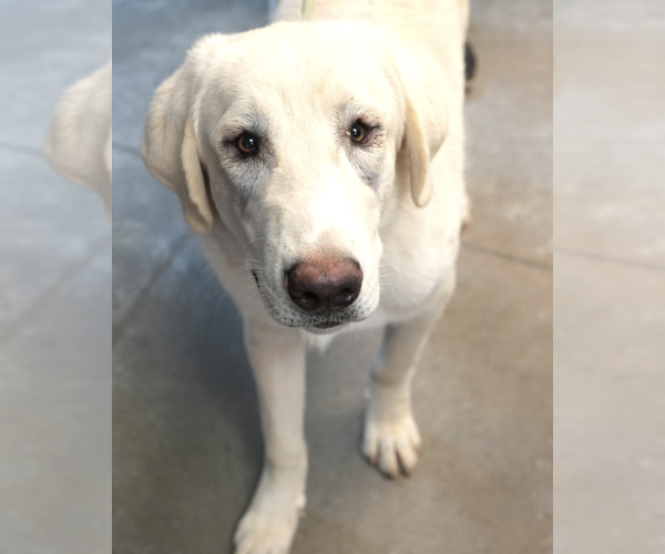 Medium Photo #3 Great Pyrenees-Unknown Mix Puppy For Sale in Brooklyn, NY, USA