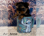 Small Photo #2 Yorkshire Terrier Puppy For Sale in AZLE, TX, USA