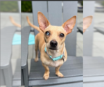 Small #1 Chihuahua Mix