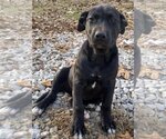 Small Photo #3 Plott Hound-Unknown Mix Puppy For Sale in Okolona, MS, USA