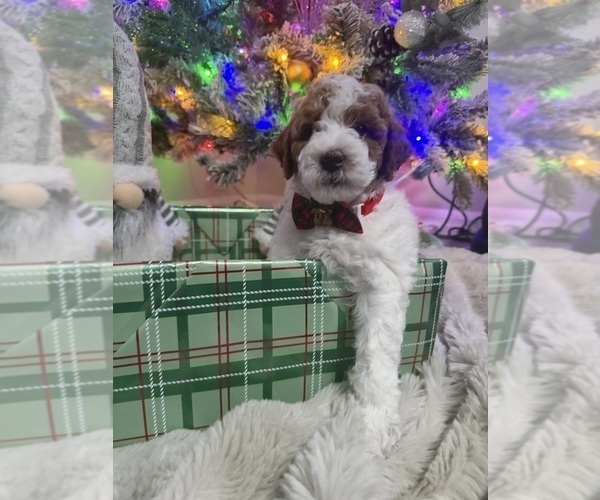 Medium Photo #17 Goldendoodle mix (+ Poodle Miniature) Puppy For Sale in BRONX, NY, USA