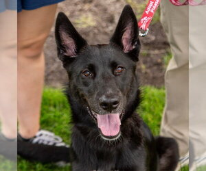 Fae - Female German Shepherd Dog-Unknown Mix Dog for Adoption - Photo #5