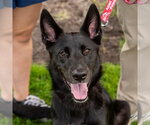 Small Photo #5 German Shepherd Dog-Unknown Mix Puppy For Sale in Canton, CT, USA