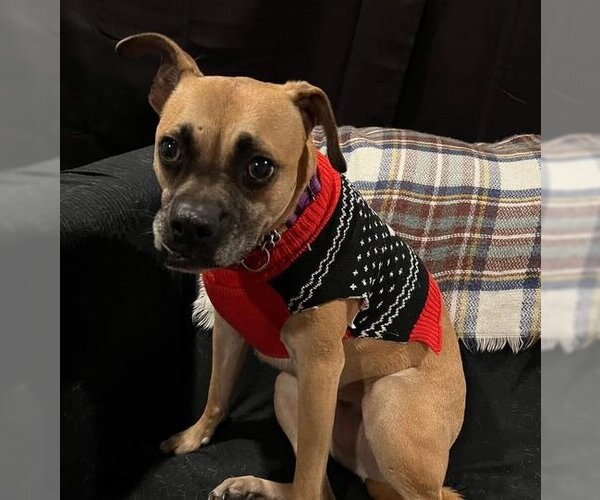 Medium Photo #9 Boxer-Unknown Mix Puppy For Sale in Woodbury, NY, USA