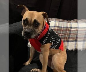 HOLLY - Female Boxer-Unknown Mix Dog for Adoption - Photo #9