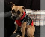 Small #8 Boxer Mix