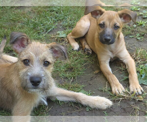 Medium Photo #2 Mutt Puppy For Sale in Arlington, WA, USA