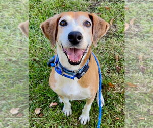 Retriever -Unknown Mix Dogs for adoption in Rockaway, NJ, USA