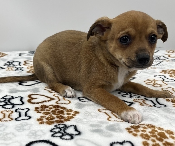 Medium Photo #10 Jack Chi Puppy For Sale in SAINT AUGUSTINE, FL, USA