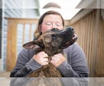 Small #11 American Pit Bull Terrier-German Shepherd Dog Mix
