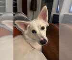 Small #3 American Eskimo Dog Mix
