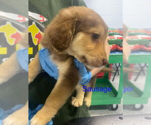 Border Collie-Unknown Mix Dogs for adoption in Westminster, MD, USA