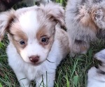 Small #2 Miniature Australian Shepherd