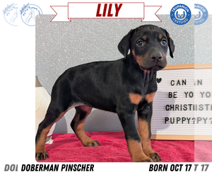 Medium Doberman Pinscher