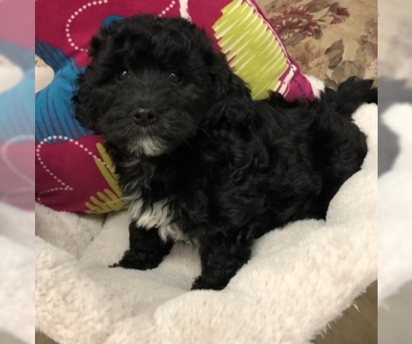 Medium Photo #3 Maltese-Poodle (Toy) Mix Puppy For Sale in CONOWINGO, MD, USA