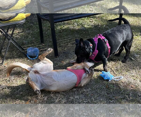 Medium Photo #9 Chiweenie Puppy For Sale in Sanford, FL, USA