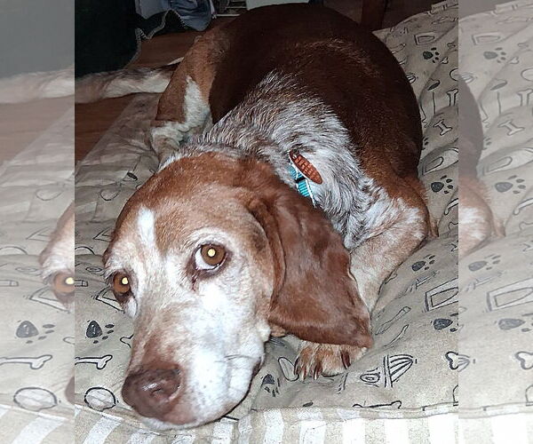 Medium Photo #1 Beagle Puppy For Sale in Dunnellon, FL, USA