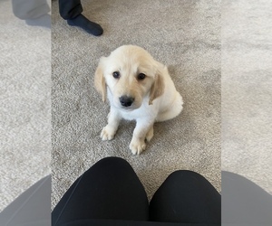 Golden Retriever Puppy for sale in SOUTH BEND, IN, USA