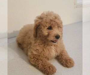 Goldendoodle (Miniature) Puppy for sale in ARTHUR, IL, USA