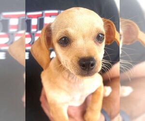 Chihuahua Dogs for adoption in Carrollton, TX, USA