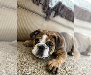 English Bulldog Puppy for sale in LEXINGTON, KY, USA