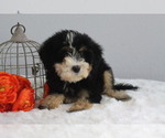 Small Photo #5 Bernedoodle (Miniature) Puppy For Sale in ITASCA, TX, USA