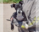 Small #3 American Staffordshire Terrier Mix