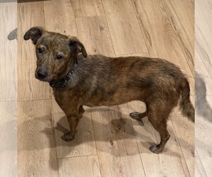 Papaya* - Female Unknown-Whippet Mix Dog for Adoption