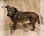 Papaya* - Female Unknown-Whippet Mix Dog for Adoption - Small photo