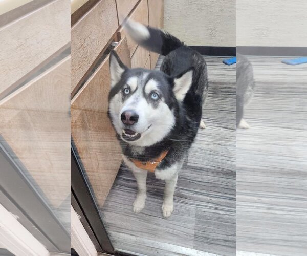 Medium Photo #6 Siberian Husky Puppy For Sale in Cedar Crest, NM, USA